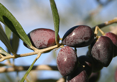 taggiasca oliven ligurien italien